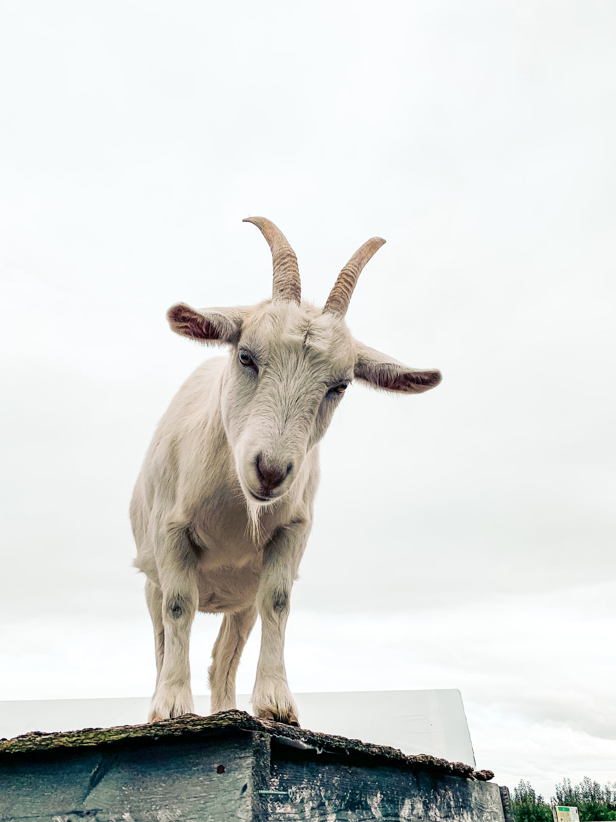 A goat standing on a rooftop.