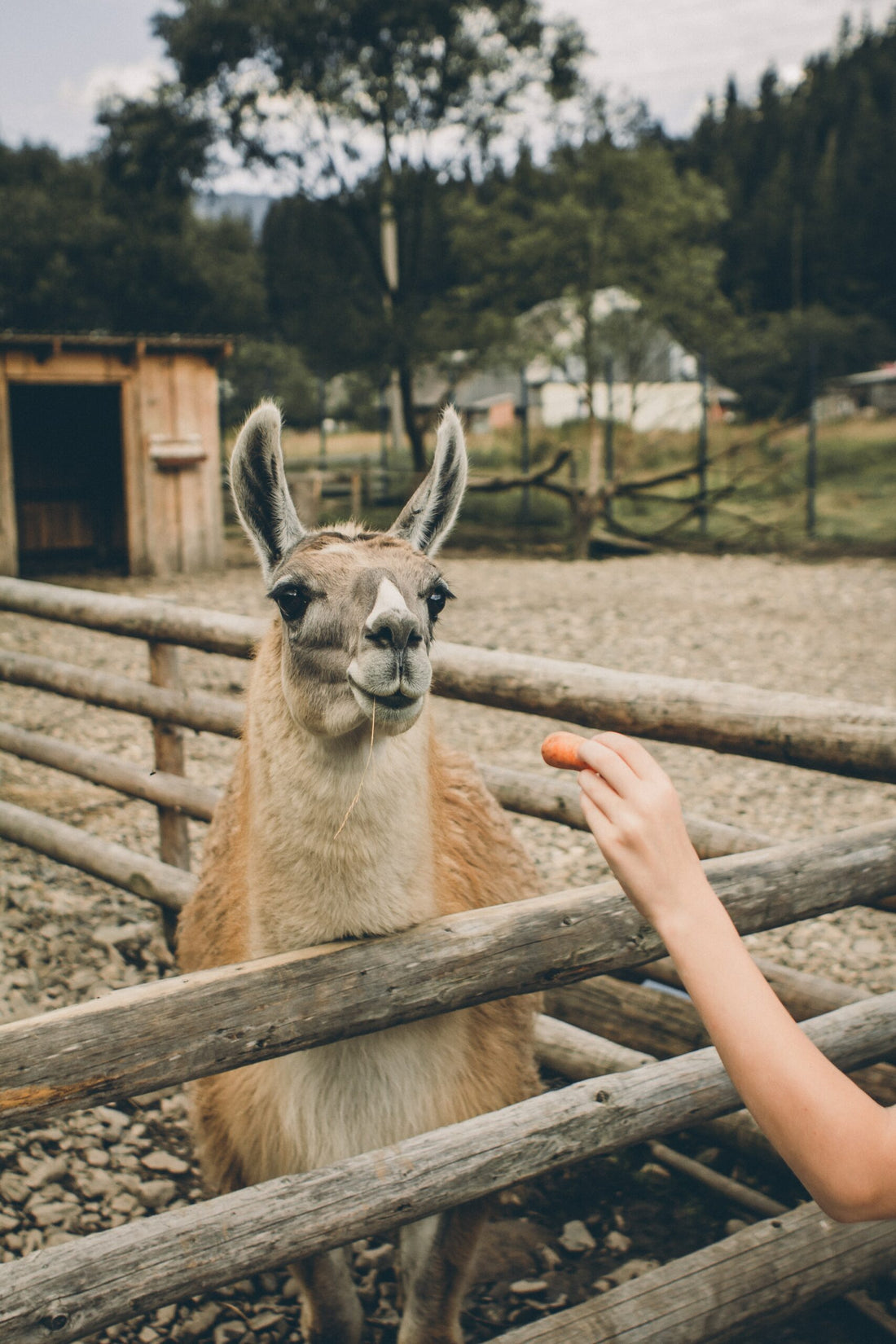 Alpaca behind a fence, being fed a carrot.