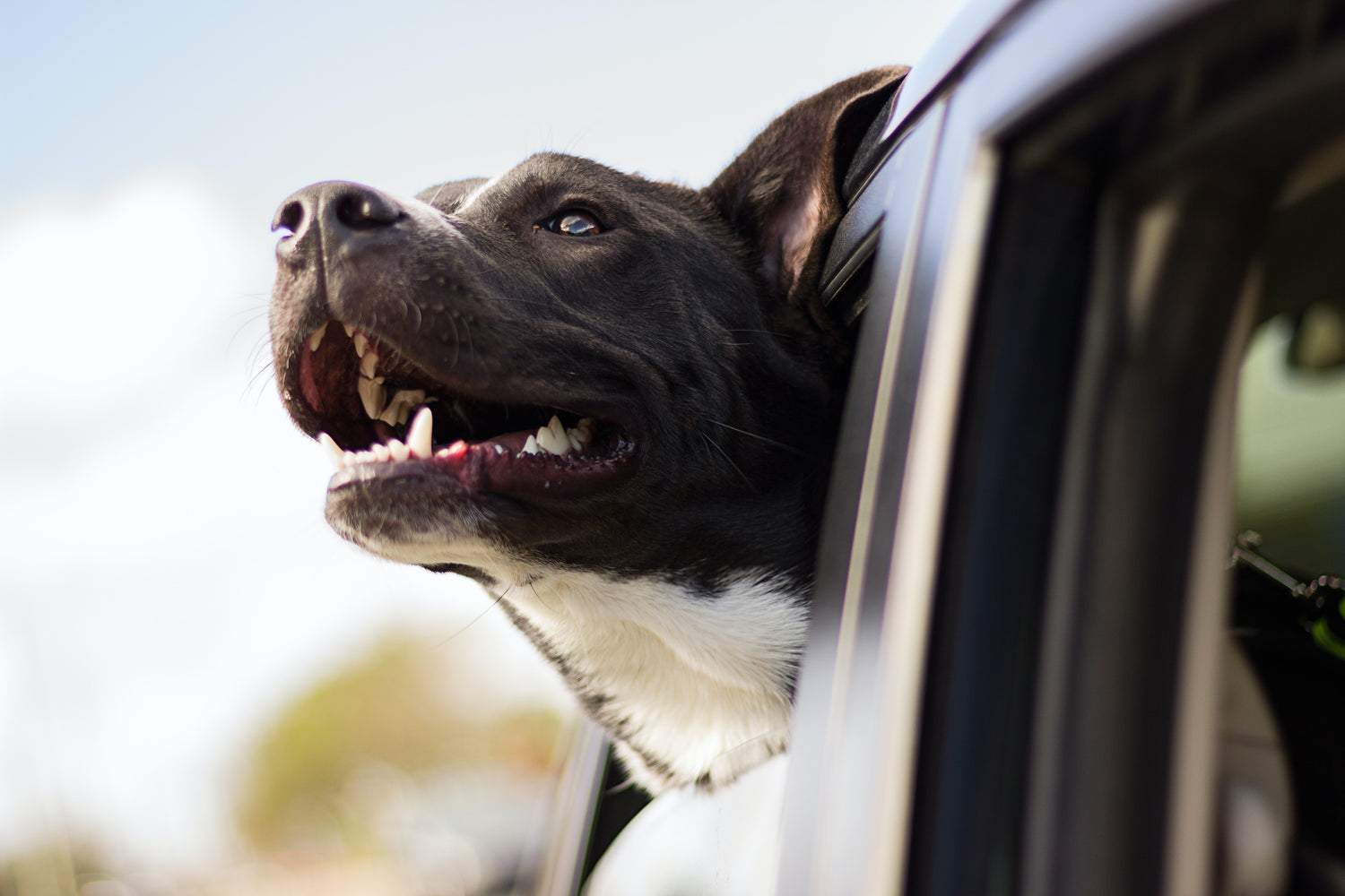 Hitting the road with your furry friend
