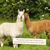 Two alpacas standing in a grassy field with flowering bushes behind them. A white alpaca is on the left facing forward, and a tan/brown alpaca is on the right facing right.