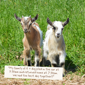 Two young goats standing in a grassy field with a handwritten note at the bottom that reads, 'My family of 4 + dog piled in the car at 9:30am and returned home at 7:30pm. We had the best day together!!'.