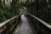 Wooden boardwalk trail in a lush green forest setting