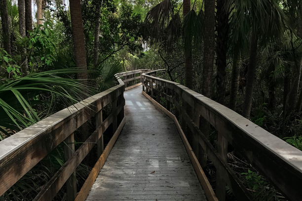 Wooden boardwalk trail in a lush green forest setting