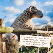 Two goats leaning on a fence, with a quote that reads "This was a birthday surprise for my husband. He absolutely loved it! It was easy to follow and we had a blast at all our stops."