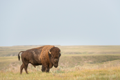 Bison in the middle of a grassy field and grey skies.