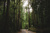 Man standing on a road looking up among towering trees