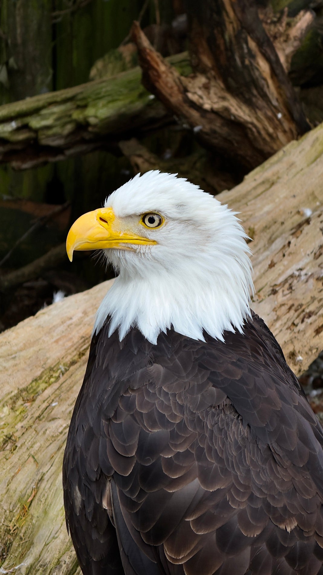 Close up of a bald eagle in front of wooden logs.