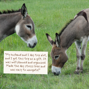 Two donkeys grazing in a green grassy field, with a small cream-colored text card overlaid near the bottom left reading, "My husband and I day trip alot, and I got this trip as a gift. It was well planned and organized.