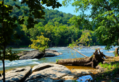River among fallen tree trunks, rocks, and green forests