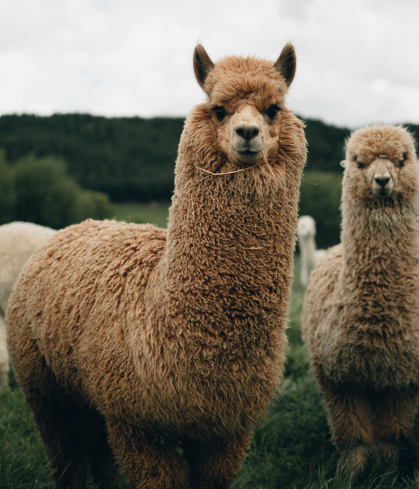 Two alpacas in a green field.