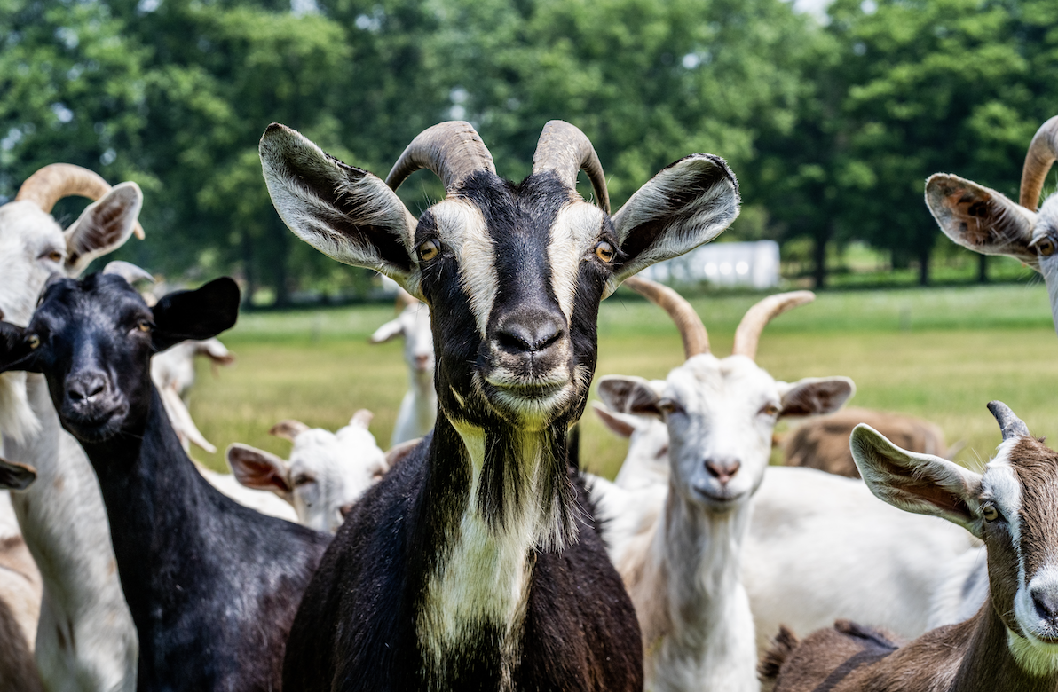 Funky Farms & Storybook Tales
