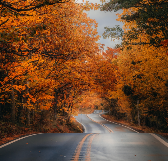 Tree lined road in the autumn.