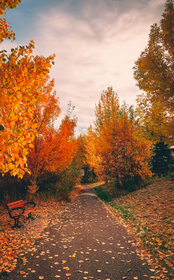 Fall-coloured trees along a walking path with a bench