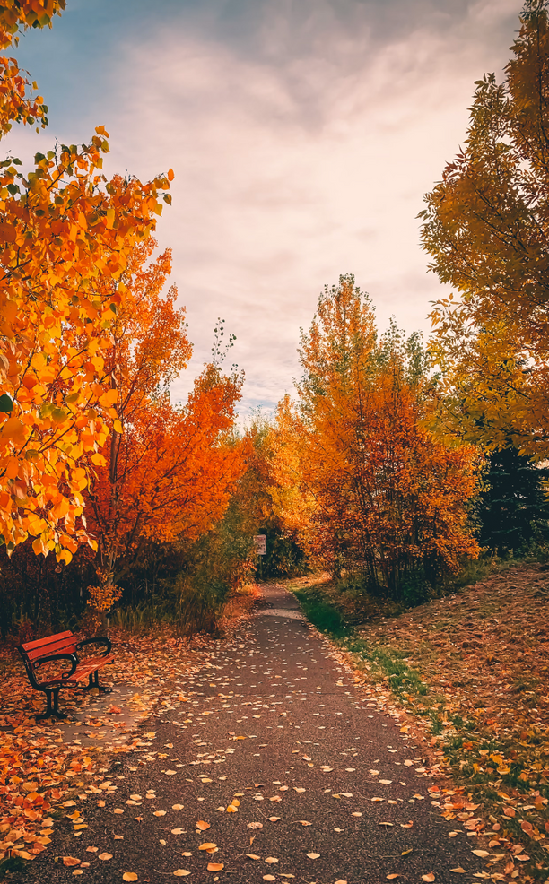 Fall-coloured trees along a walking path with a bench