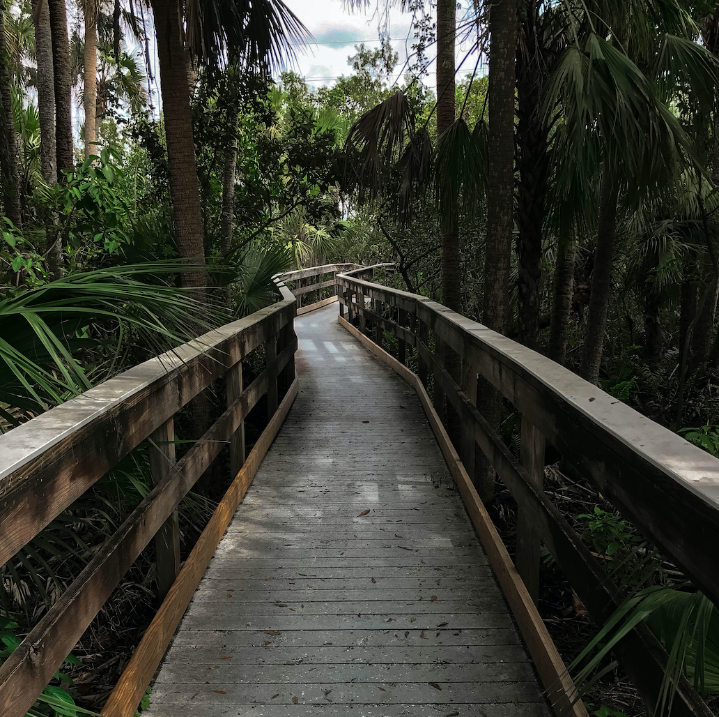 Boardwalk surrounded by trees.