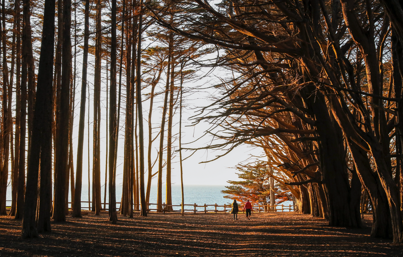 Two people walking on a path surrounded by bare trees and toward the water