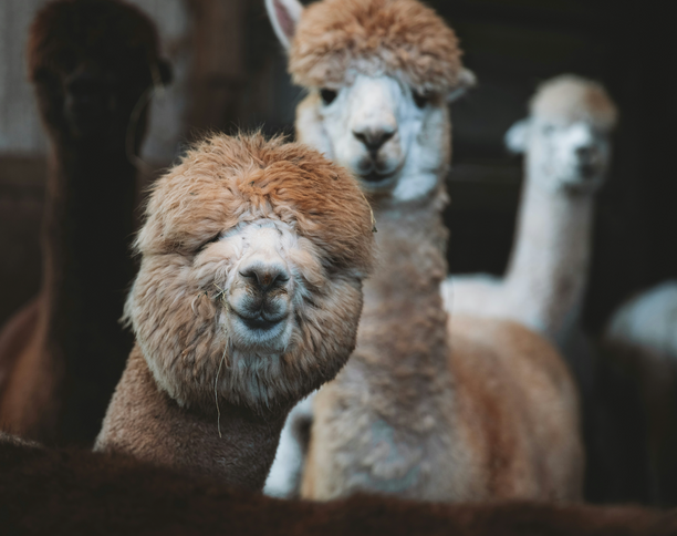 Group of Alpacas staring at the camera