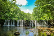 small waterfall in lush green forest