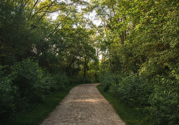 Green forest along a dirt walking path