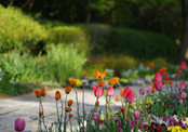Vibrant garden with various flowers of different colors.
