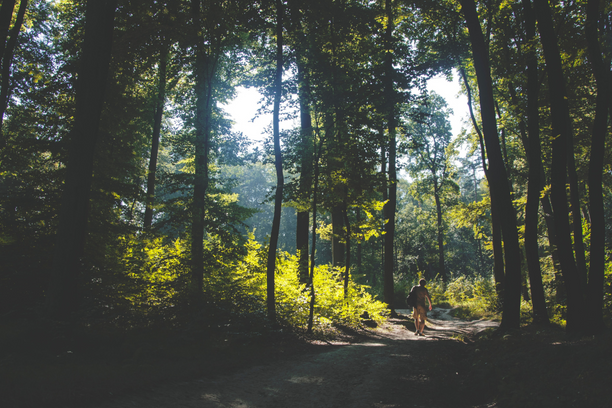 A person walking on a trail surrounded by tall trees