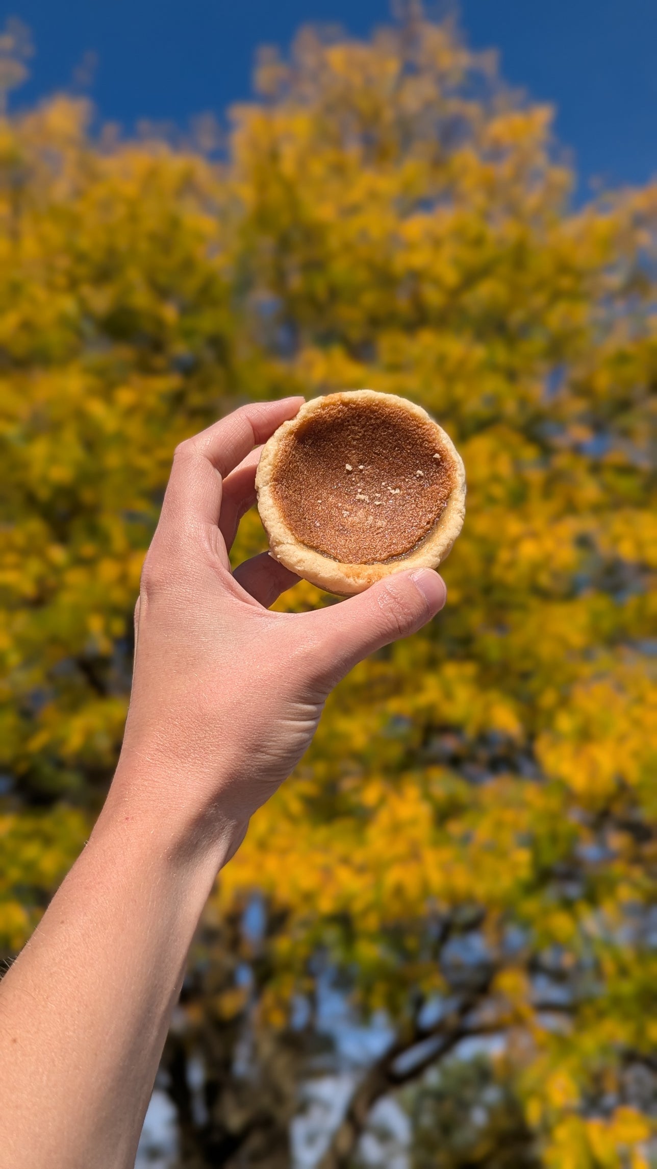 Hand holding a small round cookie against a blurred autumn tree background