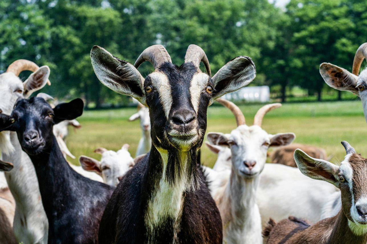 Group of goats looking at the camera