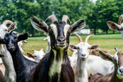 Group of goats looking at the camera