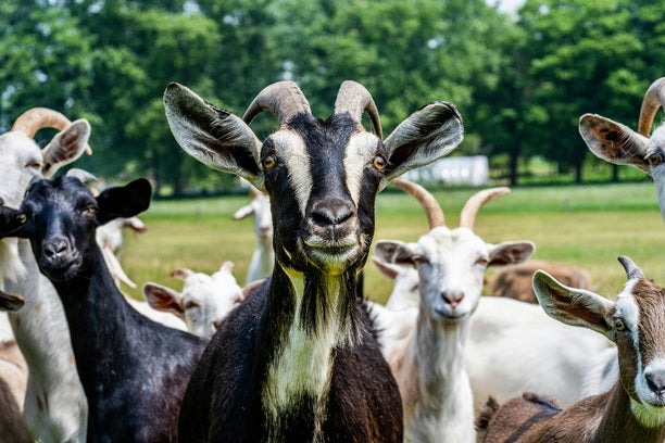 Group of goats looking at the camera