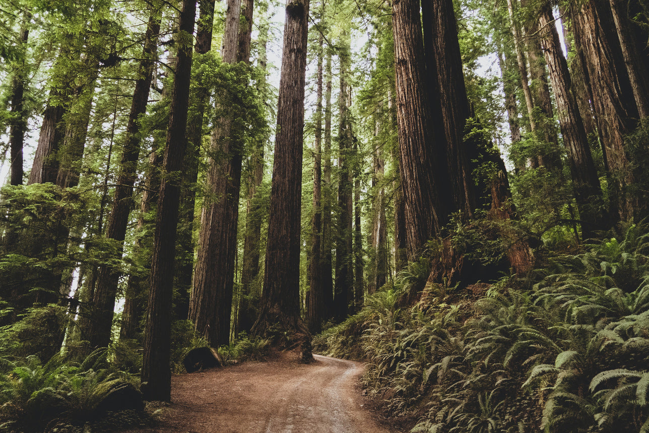 Path winding through a forest