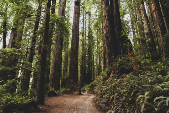 Path through forest of tall trees.