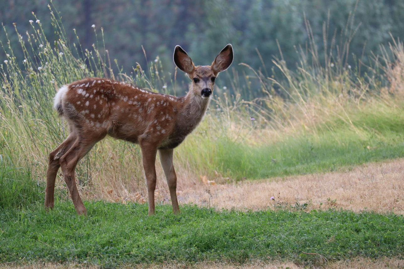 A spotted deer in the middle of a field
