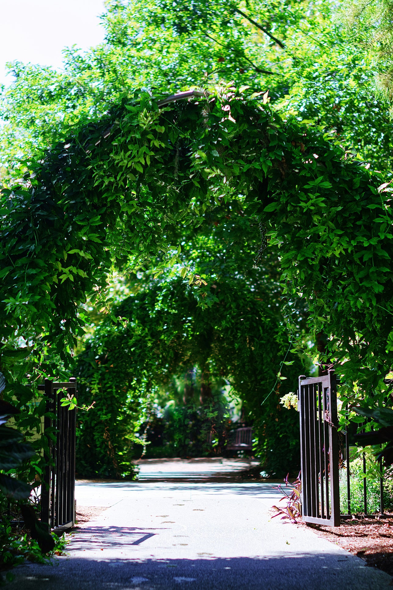 Arches of vines in front of a black iron gate
