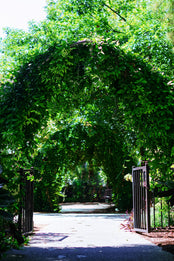 Arches of vines in front of a black iron gate