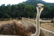 Solvang Splendors