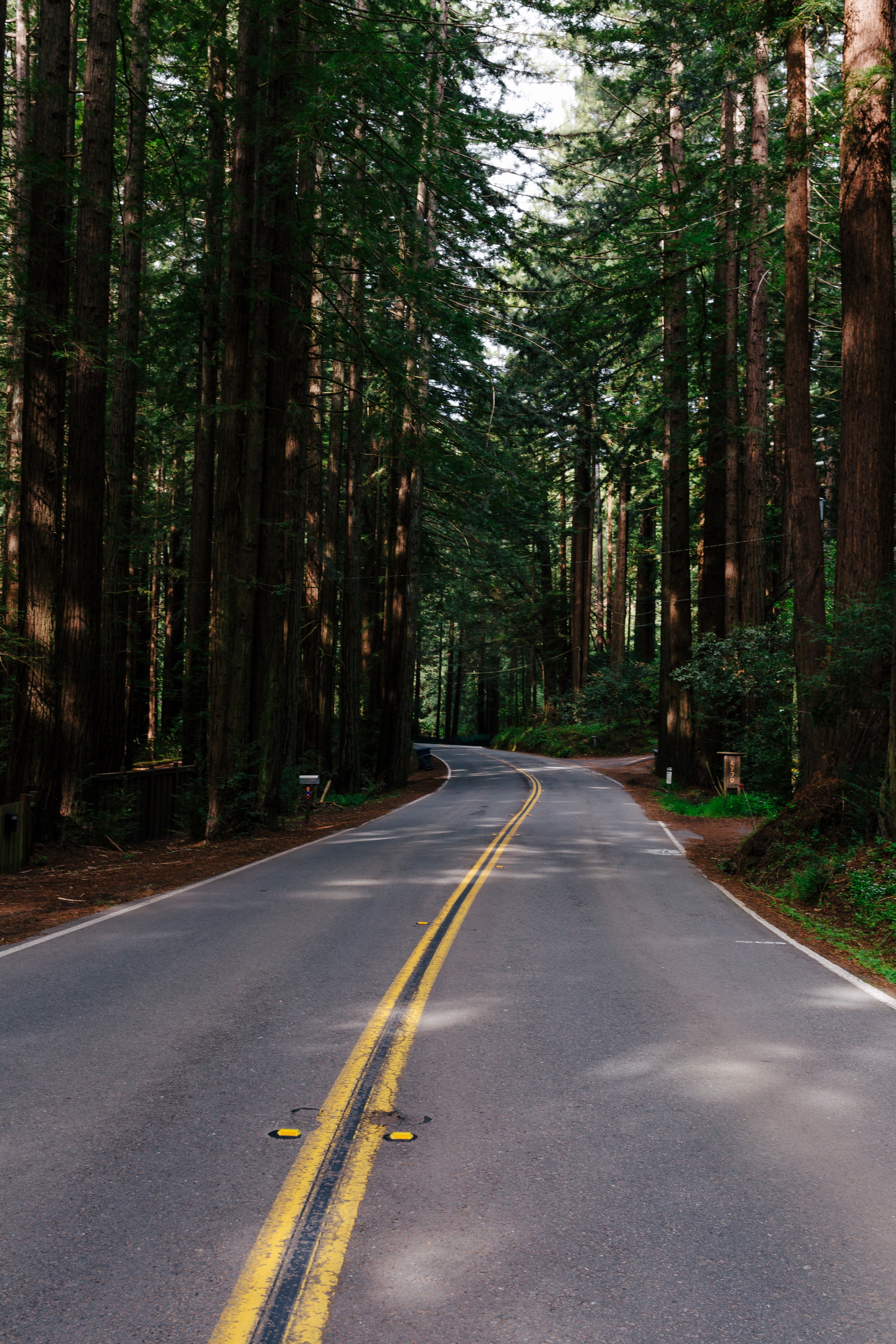 Road leading into a forest