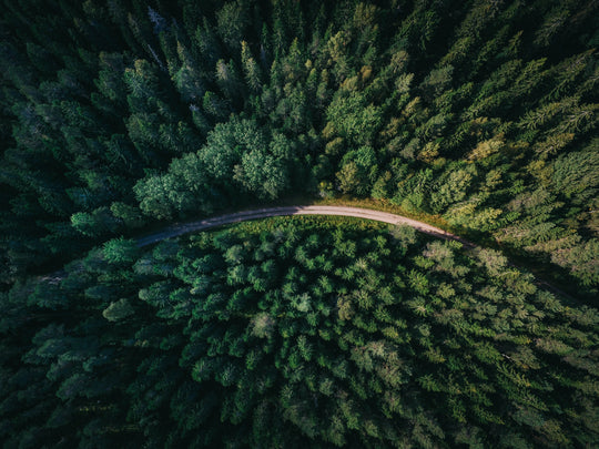 Aerial view of a road in an evergreen forest.