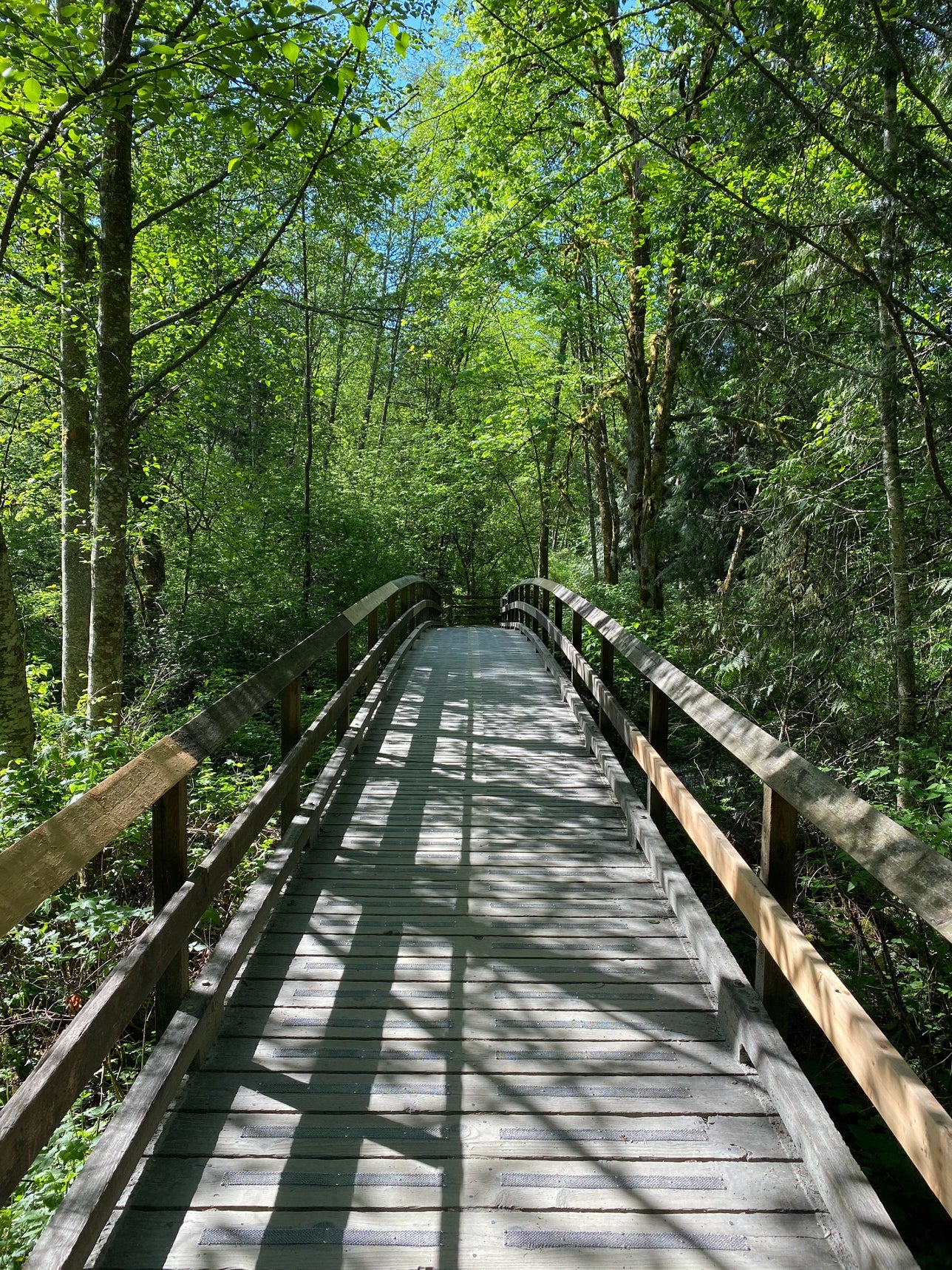 Wooden bridge leading through forest.
