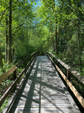 Wooden bridge leading through forest.