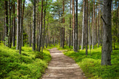 Wooden path through a forest with tall trees and green undergrowth
