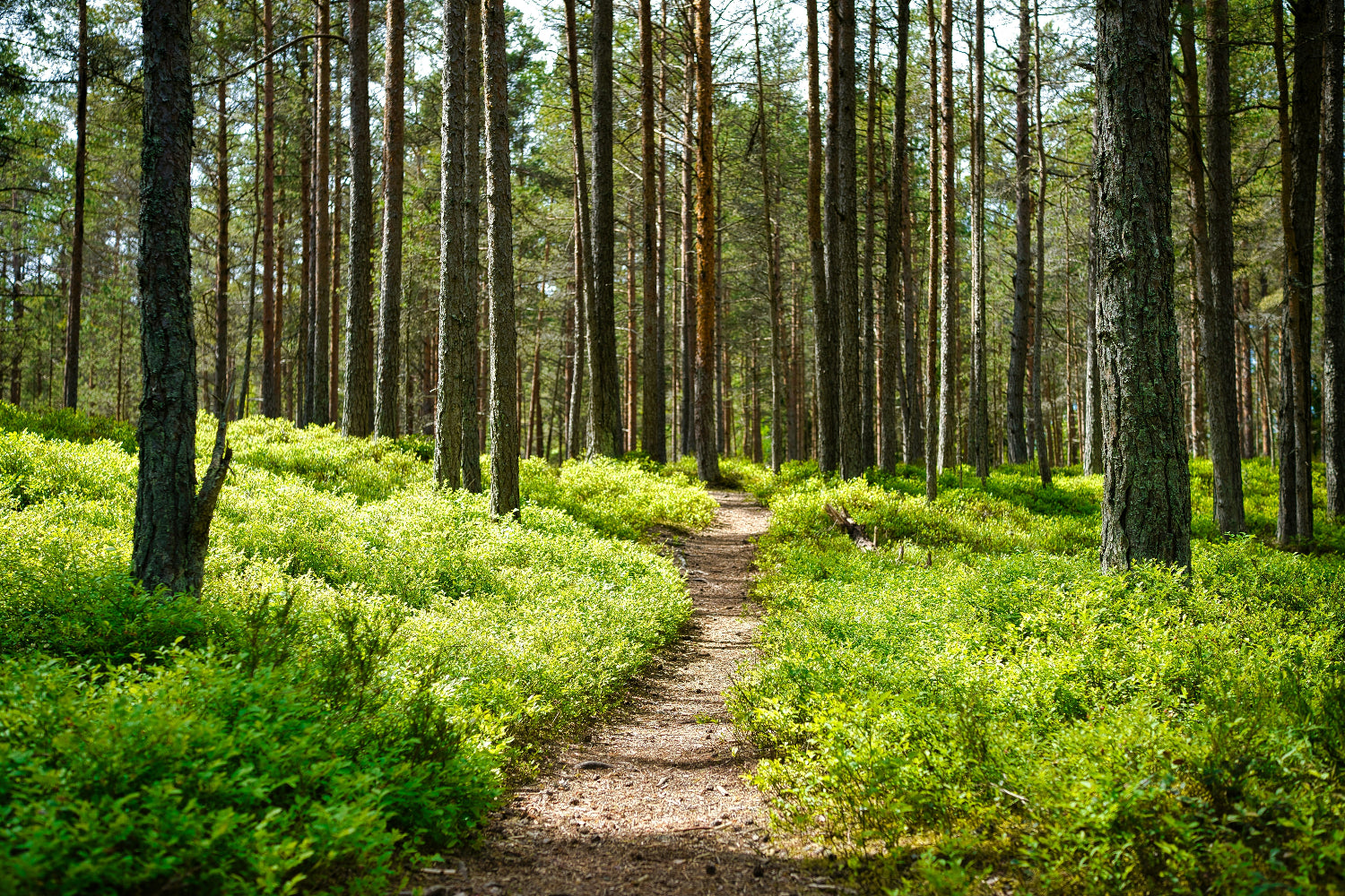 Path through a forest with vibrant green bushes