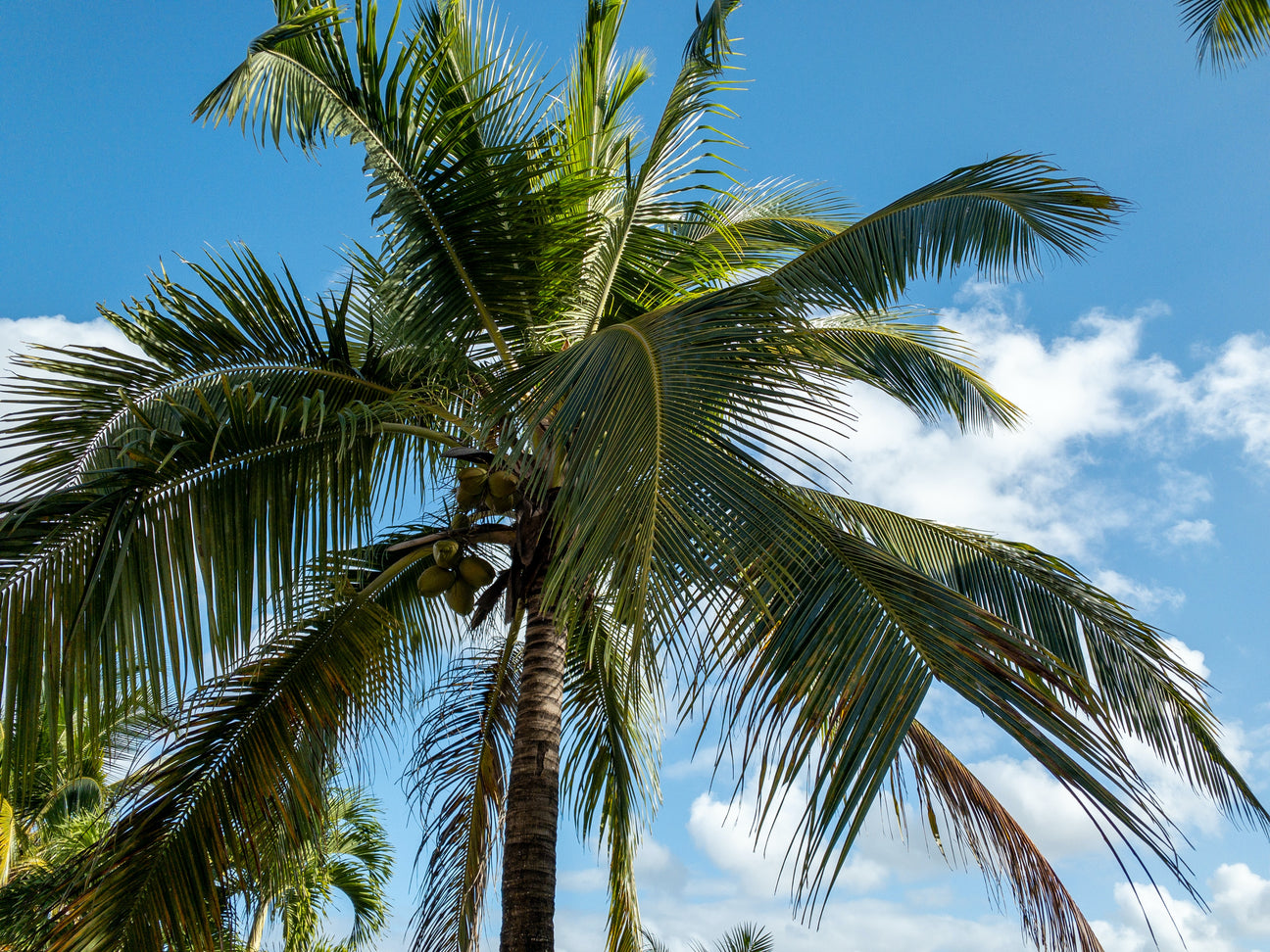 Palm tree taken from below.