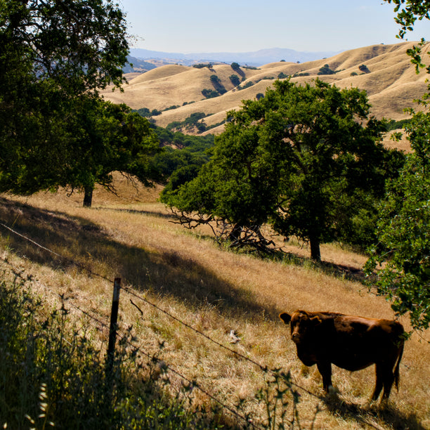 A cow grazing on golden rolling hills.