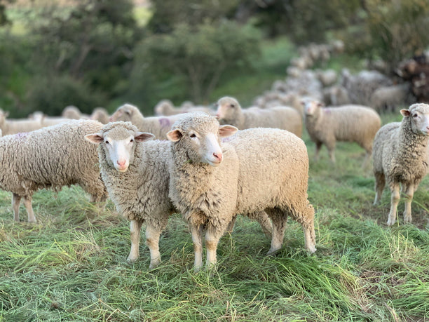 Group of sheep in a grassy field.