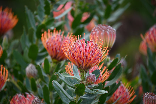 Pink and orange flowers.