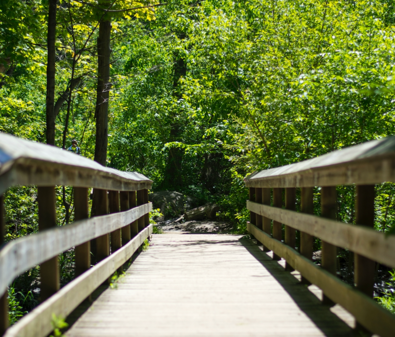 Wooden bridge leading into a green forest.