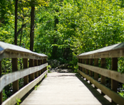 Wooden bridge leading into a green forest.
