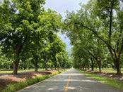 Tree lined road