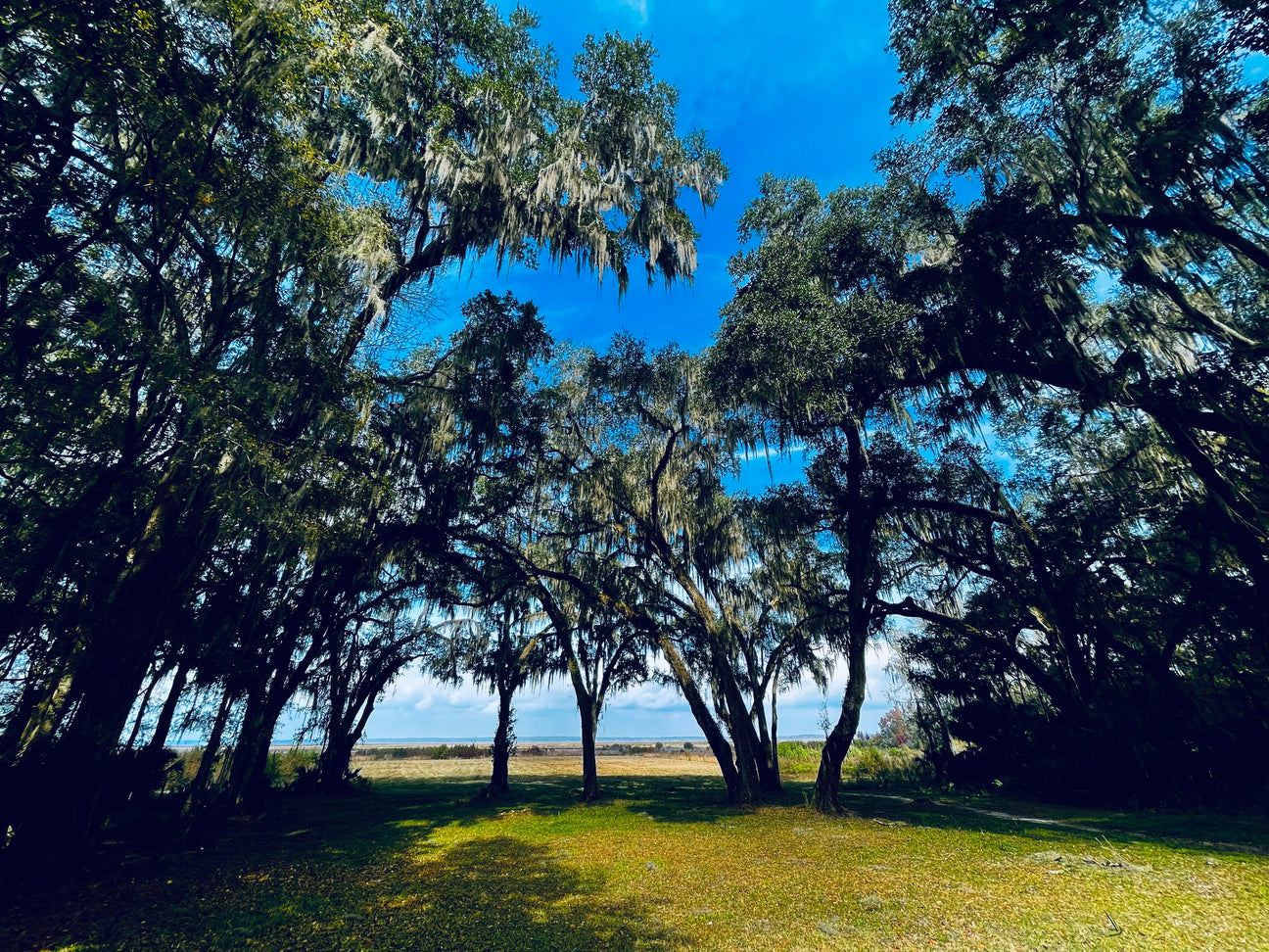 Old Florida Trail