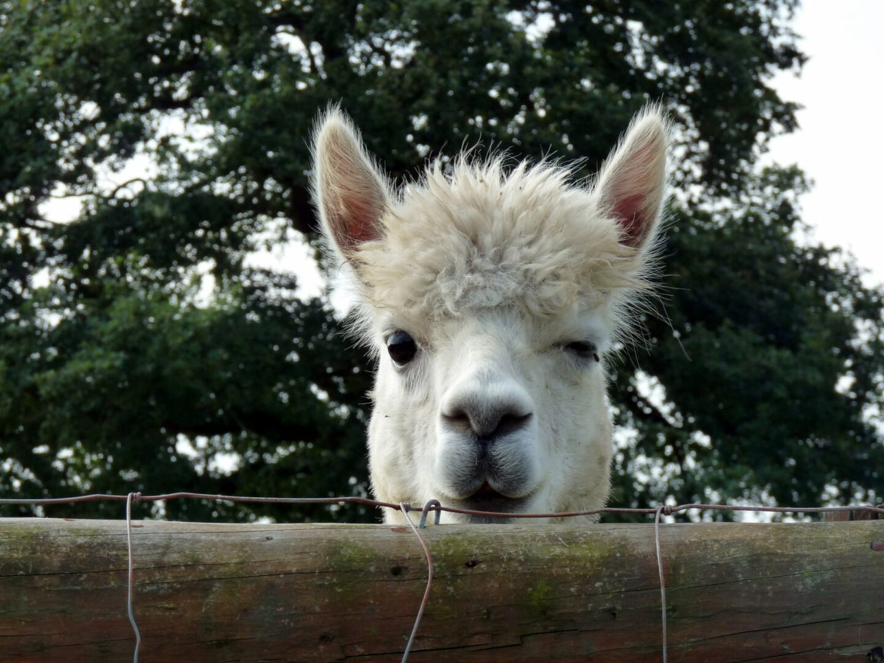 Alpaca winking at the camera.